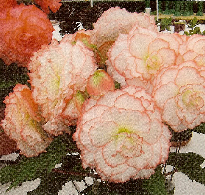 B. ‘Jessie Cruickshank’